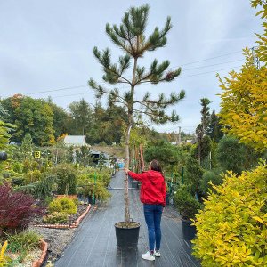 Borovica čierna (Pinus nigra) ´AUSTRIACA´ - výška 350-450 cm, obvod kmeňa: 20/25 cm, kont. C70L